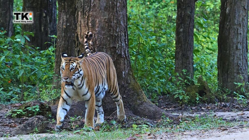 Corbett Jungle Safari