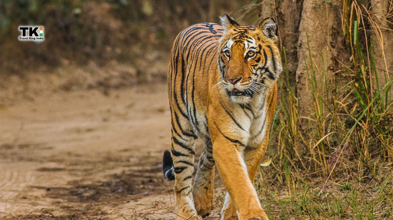 Ranthambhore Tour